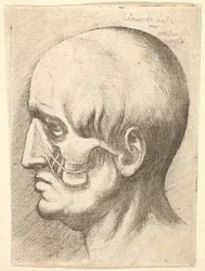 Głowa mężczyzny z profilu po lewej stronie z odsłoniętymi mięśniami, 1660.