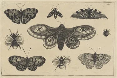 Ćma, cztery motyle, dwa trzmiele i dwa inne owady Różne owady (tytuł serii) Diversae Insectorum (tytuł serii)