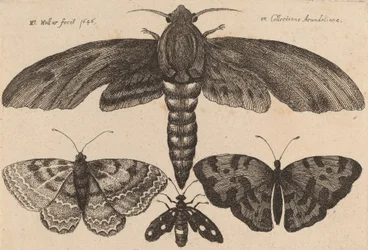 Ćma i trzy motyle, 1646.
