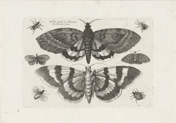 Ćmy i małe owady Owady (tytuł serii) Muscarum Scarabeorum (tytuł serii)