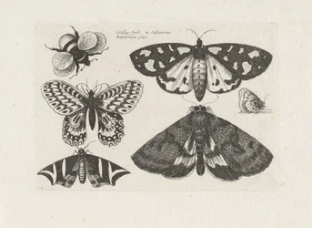 Ćmy, motyle i trzmiel Owady (tytuł serii) Muscarum Scarabeorum (tytuł serii)