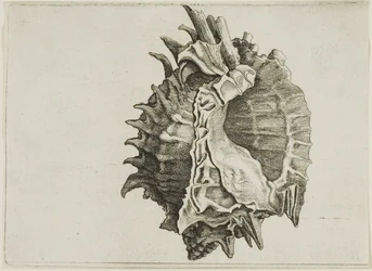 Murex o różowym ustach (phyllonotus erythrostomus)