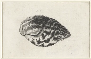 Muszla, achatina achatina Pociski (tytuł serii)