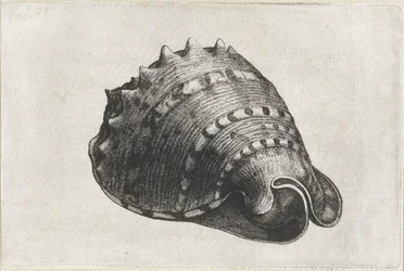 Shell, cassis cornuta Pociski (tytuł serii)