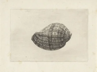Muszla, harpa major Pociski (tytuł serii)