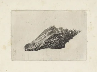 Muszla, hemifusus ternatanus Pociski (tytuł serii)