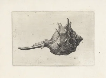 Muszla, murex brevispina Pociski (tytuł serii)