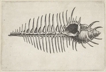 Muszla, murex pecten Pociski (tytuł serii)