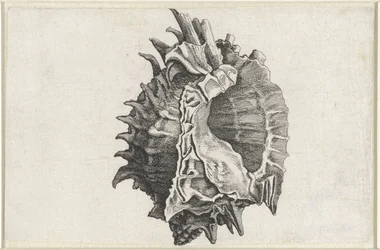 Muszla, phyllonotus erythrostomus Pociski (tytuł serii)