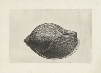 Muszla, tonna perdix Pociski (tytuł serii)