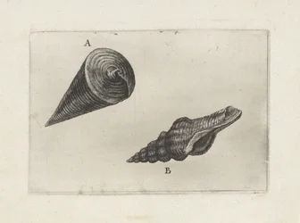Muszle, telescopium telescopium (A) i fusinus laticostatus (B) Pociski (tytuł serii)