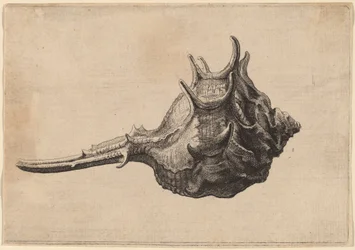 Powłoka (Murex brandaris)