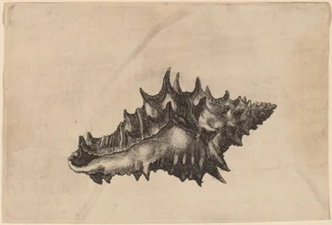 Muszla (vasum ceramicum)