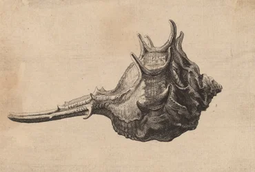 Shell Murex brandaris, c. 1645.