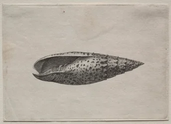 Muszle: Mitra papalis L
