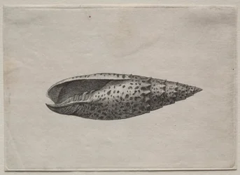 Muszle: Mitra papalis L, c. 1640s.