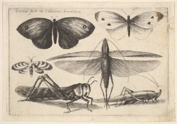 Sześć owadów, 1646.