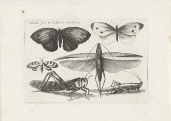 Koniki polne i motyle Owady (tytuł serii) Muscarum Scarabeorum (tytuł serii)