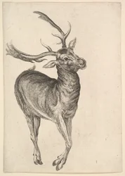 Jeleń, 1625-77.