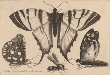 Trzy motyle i osa, 1646.