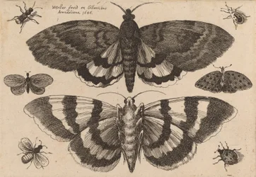 Dwie ćmy i sześć owadów, 1646.