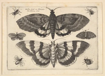 Dwa ćmy i sześć owadów, 1645.