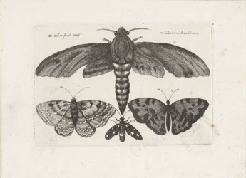Motyle i ćma Owady (tytuł serii) Muscarum Scarabeorum (tytuł serii)