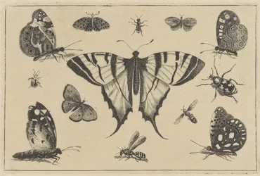 Motyle, osy i inne owady Różne owady (tytuł serii) Diversae Insectorum (tytuł serii)