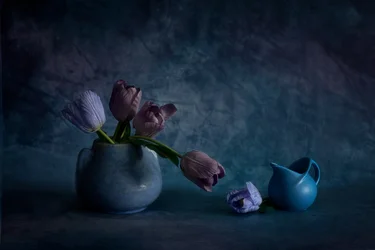 Nastrojowe niebieskie tulipany