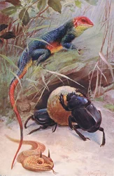 Gama, rogata żmija i święty żuk, ilustracja z Przyrody świata, ok. 1910