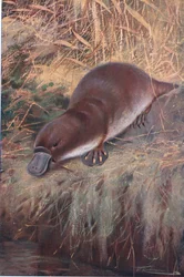Kaczy dziób, ilustracja z Przyrody świata, ok. 1910 r.