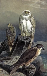 Sokół myśliwski, ok. 1910 r. (ilustracja)
