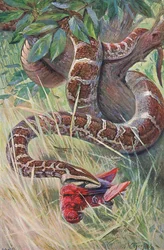 Pyton indyjski, z książki Wildlife of the World wydanej przez Frederick Warne & Co, ok. 1900