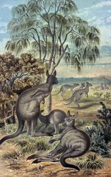 Kangury
