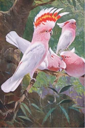 Leadbeaters Kakadu, ilustracja z Przyrody świata, ok. 1910 r.