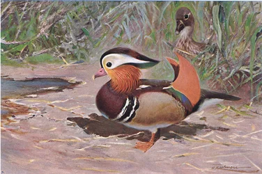 Mandarin Duck, z książki Wildlife of the World wydanej przez Frederick Warne & Co, ok. 1900
