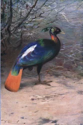 Monal, z Wildlife of the World wydanej przez Frederick Warne & Co, ok. 1900