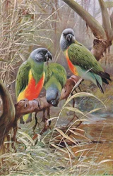 Senegal Parrot, ilustracja z Przyrody świata, ok. 1910 r.