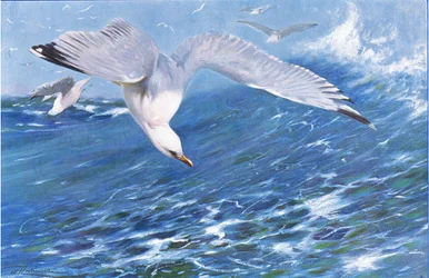 Silver Gull, z książki Wildlife of the World wydanej przez Frederick Warne & Co, ok. 1900