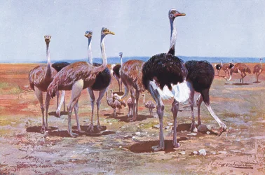 Struś somalijski, ilustracja z Wildlife of the World, ok. 1910