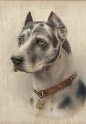 Głowa dobermana (olej na płótnie)
