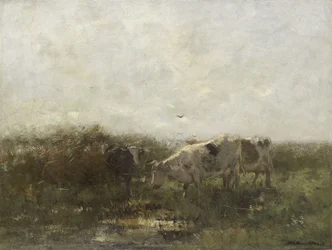 Krowy na podmokłej łące