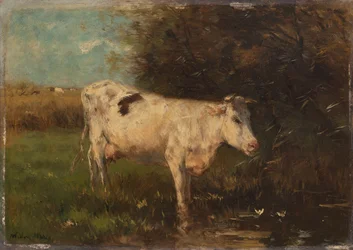 Biała Krowa
