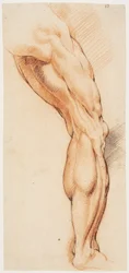 Studium anatomiczne (écorché). Obdarta ze skóry prawa noga mężczyzny widziana z tyłu, zwrócona w prawo