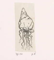 cebula kwiatowa
