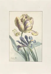 Tulipan i Irys