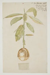 WD 961 f.28