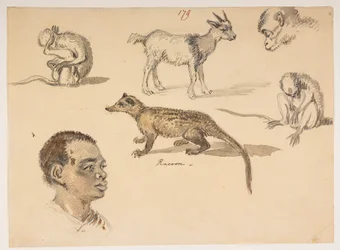 f.65 179 Głowa człowieka, szop pracz, koza i małpy, z albumu zawierającego 372 rysunki krajobrazów, linii brzegowych, kostiumów i życia codziennego, wykonane podczas ambasady Lorda Macartneya u cesarza Chin w latach 1792-1794 (ołówek i akwarela na papierze