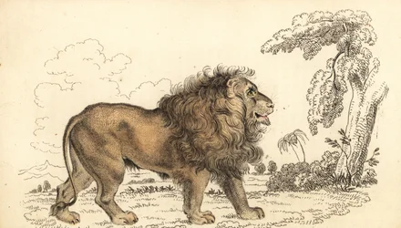 Lew azjatycki, zagrożony wyginięciem, Panthera leo leo. ,1834 (grawerowanie)