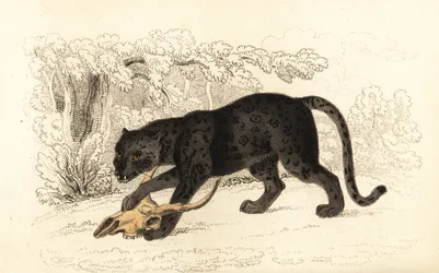 Czarny jaguar, Panthera pardus, 1834